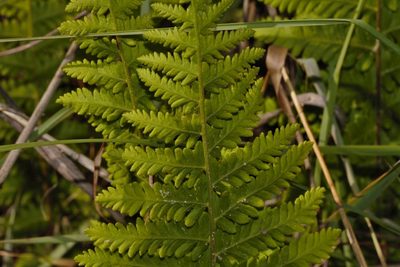 Arthropteris orientalis, photographed by i_c_riddell