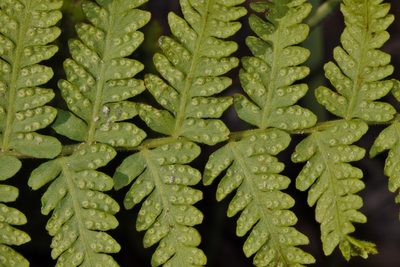 Arthropteris orientalis, photographed by i_c_riddell