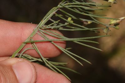 Lebeckia meyeriana, photographed by Brian du Preez