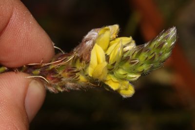 Aspalathus sericea, photographed by Brian du Preez