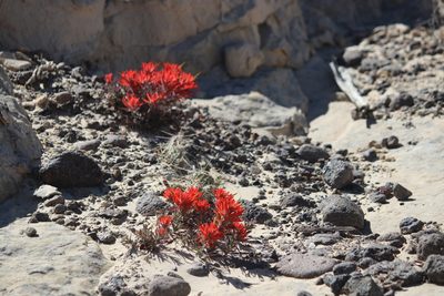 Castilleja scabrida, photographed by Cheryl McCleary-Catalano