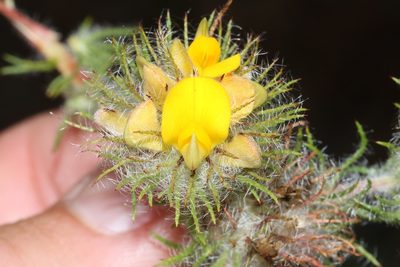 Aspalathus araneosa, photographed by Brian du Preez