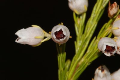 Erica margaritacea, photographed by Brian du Preez