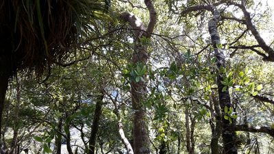 Pittosporum cornifolium, photographed by naturewatchwidow