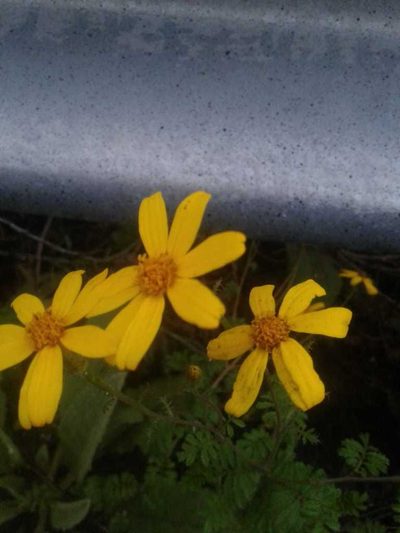 Tagetes zypaquirensis, photographed by Alejandro Alfredo Aguirre