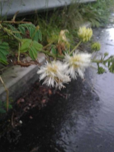 Mimosa quitensis, photographed by Alejandro Alfredo Aguirre