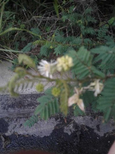 Mimosa quitensis, photographed by Alejandro Alfredo Aguirre