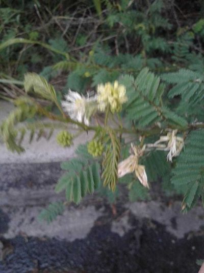 Mimosa quitensis, photographed by Alejandro Alfredo Aguirre