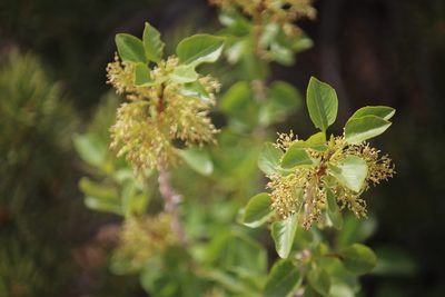 Fraxinus anomala, photographed by Cheryl McCleary-Catalano