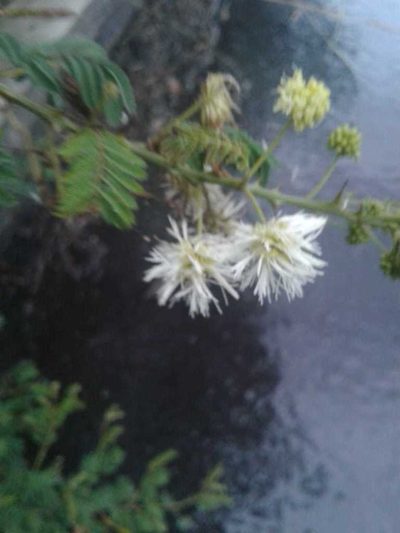 Mimosa quitensis, photographed by Alejandro Alfredo Aguirre