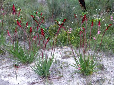Anigozanthos manglesii, photographed by Murray Dawson