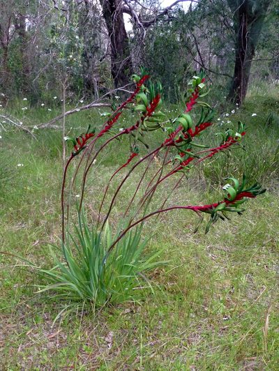 Anigozanthos manglesii, photographed by Murray Dawson