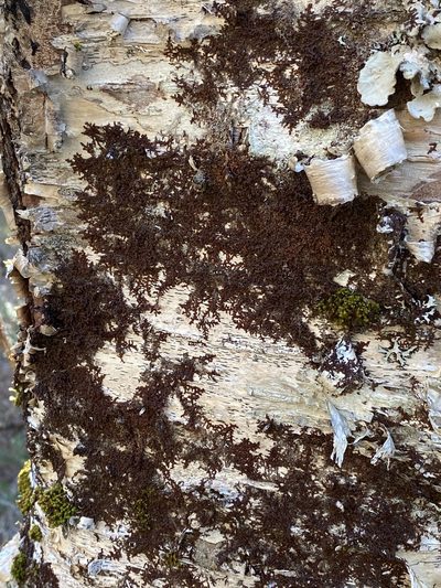 Frullania asagrayana, photographed by maureen_c-m