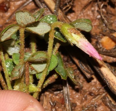 Oxalis lanata, photographed by Brian du Preez