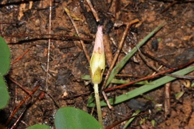 Oxalis lanata, photographed by Brian du Preez