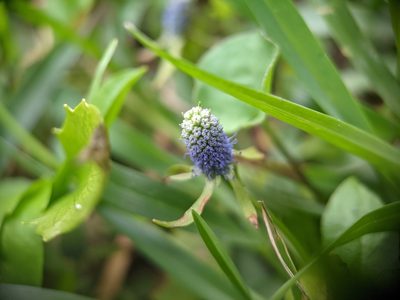 Eryngium prostratum, photographed by ncb1221