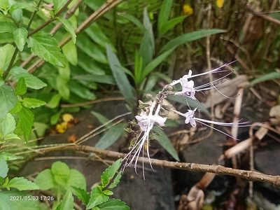 Orthosiphon aristatus, photographed by Ong Jyh Seng