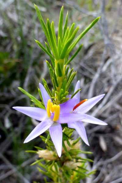 Calectasia narragara, photographed by Murray Dawson