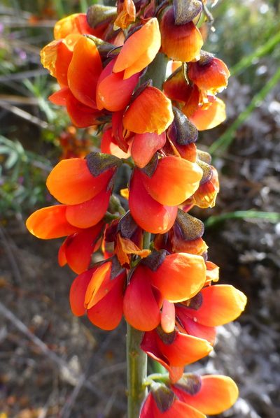 Sphaerolobium drummondii, photographed by Murray Dawson