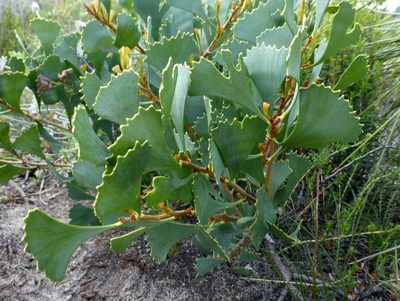 Hakea flabellifolia, photographed by Murray Dawson