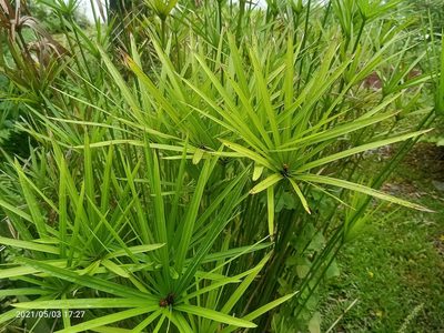 Cyperus alternifolius, photographed by Ong Jyh Seng