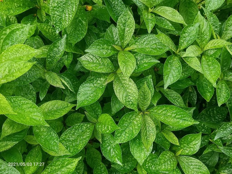 Strobilanthes crispa, photographed by Ong Jyh Seng