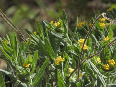 Lithospermum californicum, photographed by Mary K. Hanson