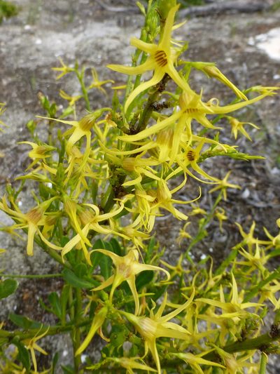 Anthocercis littorea, photographed by Murray Dawson