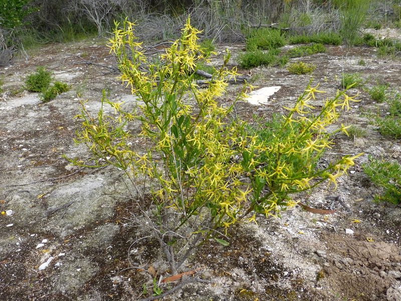 Anthocercis littorea, photographed by Murray Dawson