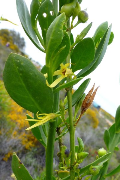 Anthocercis littorea, photographed by Murray Dawson