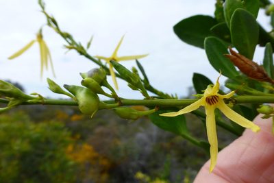 Anthocercis littorea, photographed by Murray Dawson