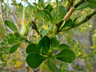 Anthocercis littorea, photographed by Murray Dawson