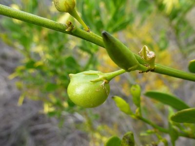 Anthocercis littorea, photographed by Murray Dawson