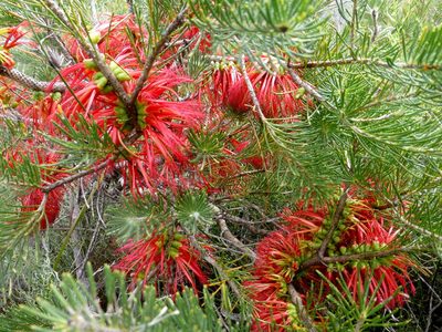 Melaleuca quadrifida, photographed by Murray Dawson