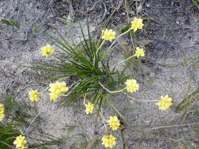 Conostylis aculeata, photographed by Murray Dawson