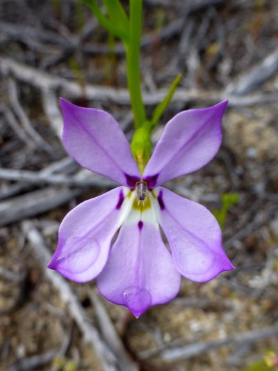 Isotoma hypocrateriformis, photographed by Murray Dawson