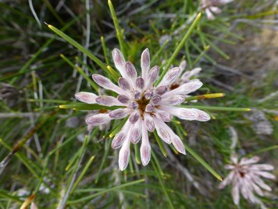 Petrophile brevifolia, photographed by Murray Dawson