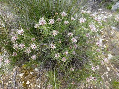 Petrophile brevifolia, photographed by Murray Dawson