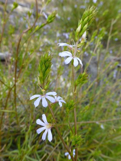Scaevola thesioides, photographed by Murray Dawson