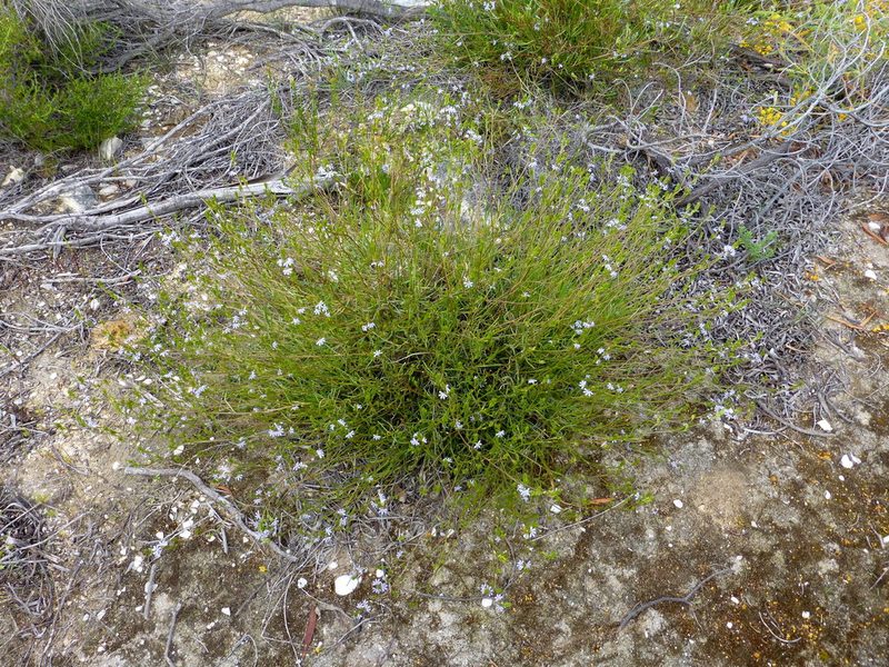 Scaevola thesioides, photographed by Murray Dawson