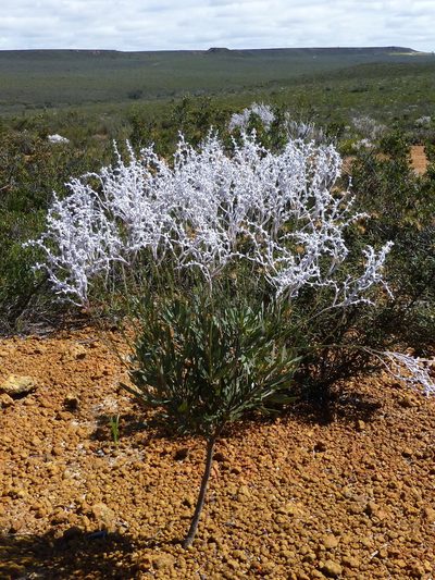 Conospermum boreale, photographed by Murray Dawson