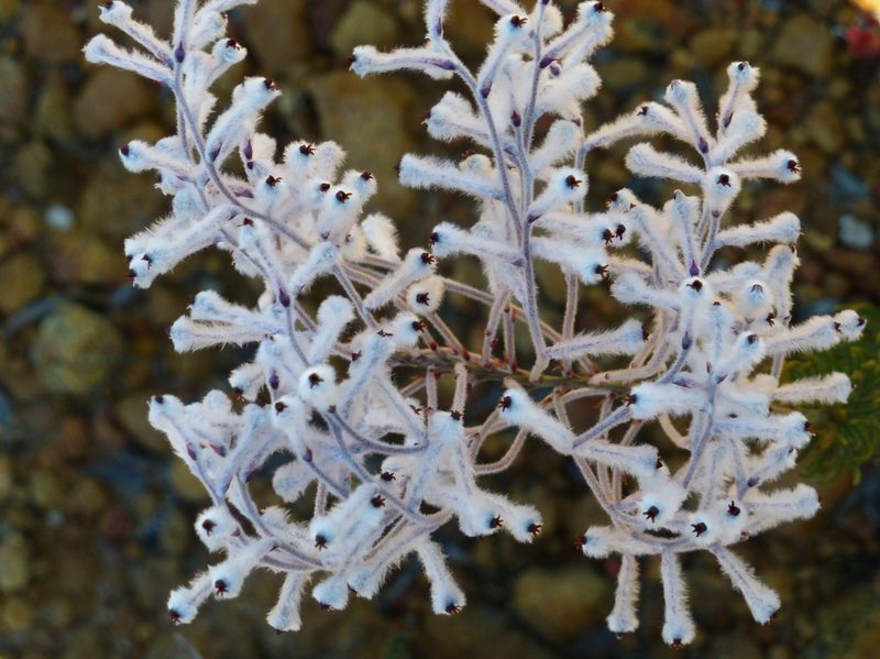 Conospermum boreale, photographed by Murray Dawson