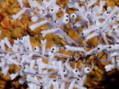 Conospermum boreale, photographed by Murray Dawson