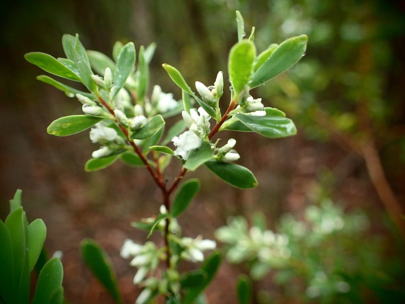 Styphelia mutica, photographed by ronavery