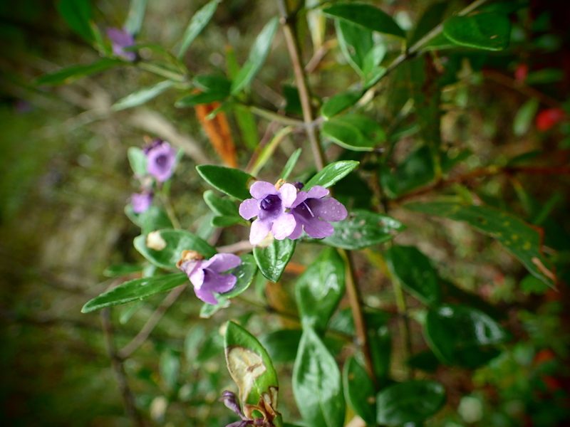 Prostanthera caerulea, photographed by ronavery