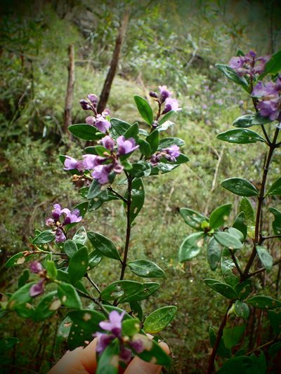 Prostanthera caerulea, photographed by ronavery