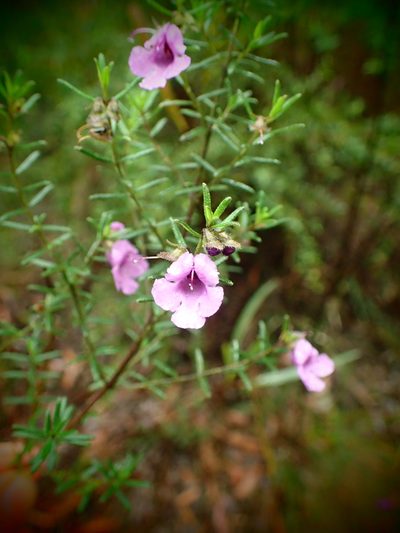 Prostanthera howelliae, photographed by ronavery