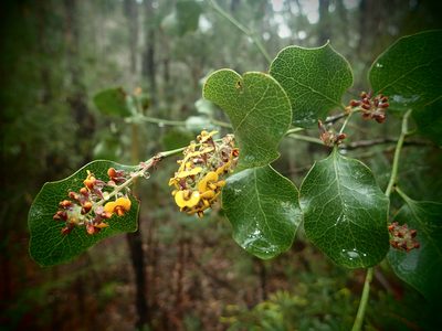 Daviesia latifolia, photographed by ronavery
