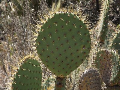 Opuntia oricola, photographed by Amy