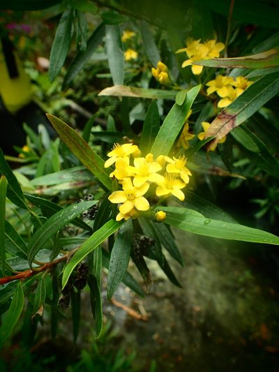 Tristania neriifolia, photographed by ronavery